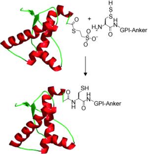 Glycosylphosphatidylinositol-verankertes Prionprotein
