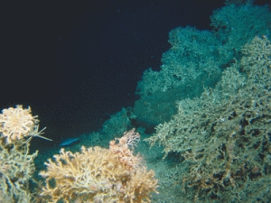 Kaltwasserkorallen