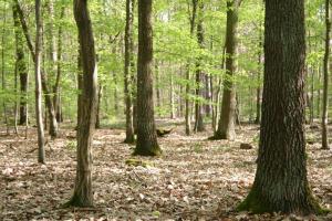 Die Waldböden emittieren klimaschädliches Lachgas