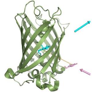 Das neue Leuchtprotein CFPcou