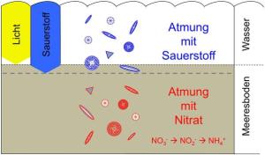 Dissimilatorische Nitrat-Reduktion