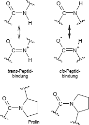 cis-trans-Peptide