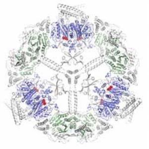 Cerulenin-inhibierte Fettsäuresynthase der Hefe