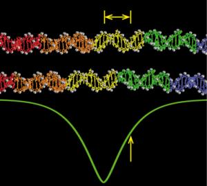 Homologe DNA-Sequenzen