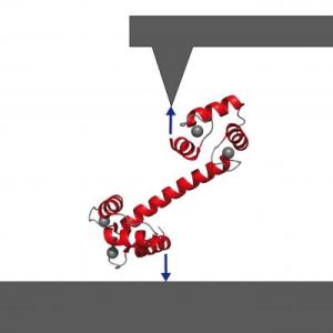 Manipulating the signaling protein calmodulin and watch it do its work