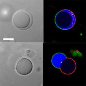 Primitive artificial cell created with lipid membrane and two large molecules