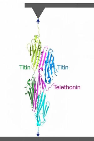 Titin-Telothonin Einzelmoleküle