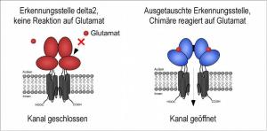 delta2-receptor