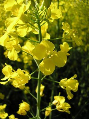 Brassica napus