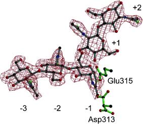 New chitinase inhibitors