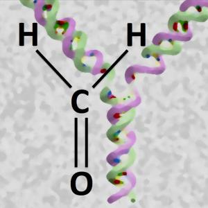 Formaldehyd kann DNA und Proteine vernetzen