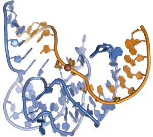 3D-Struktur eines DNA-Enzyms