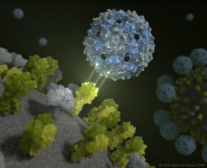 Phagen-Hülle hemmt Grippe-Virus